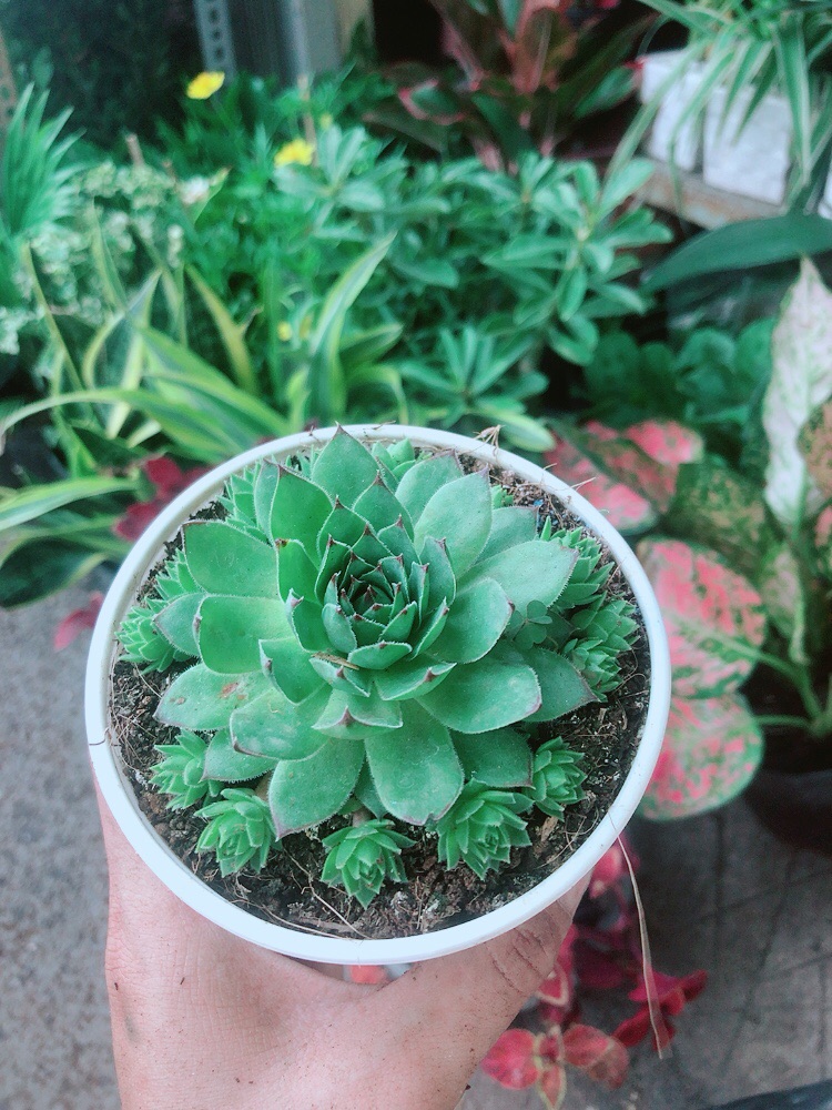 Sen Đá Phật Bà