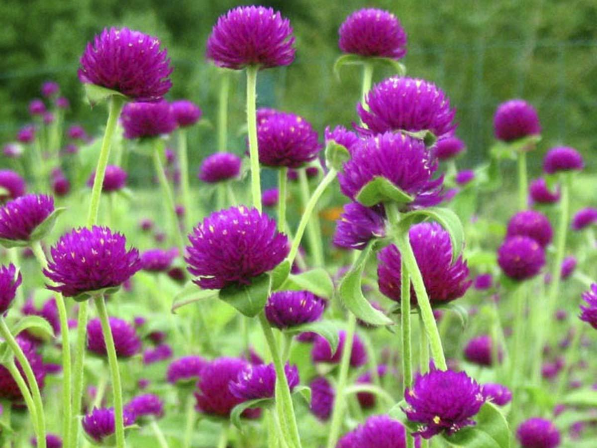 [HCM]Gói 100 Hạt giống Hoa Cúc Bách Nhật -Hoa nở ngày - NanuSeeds