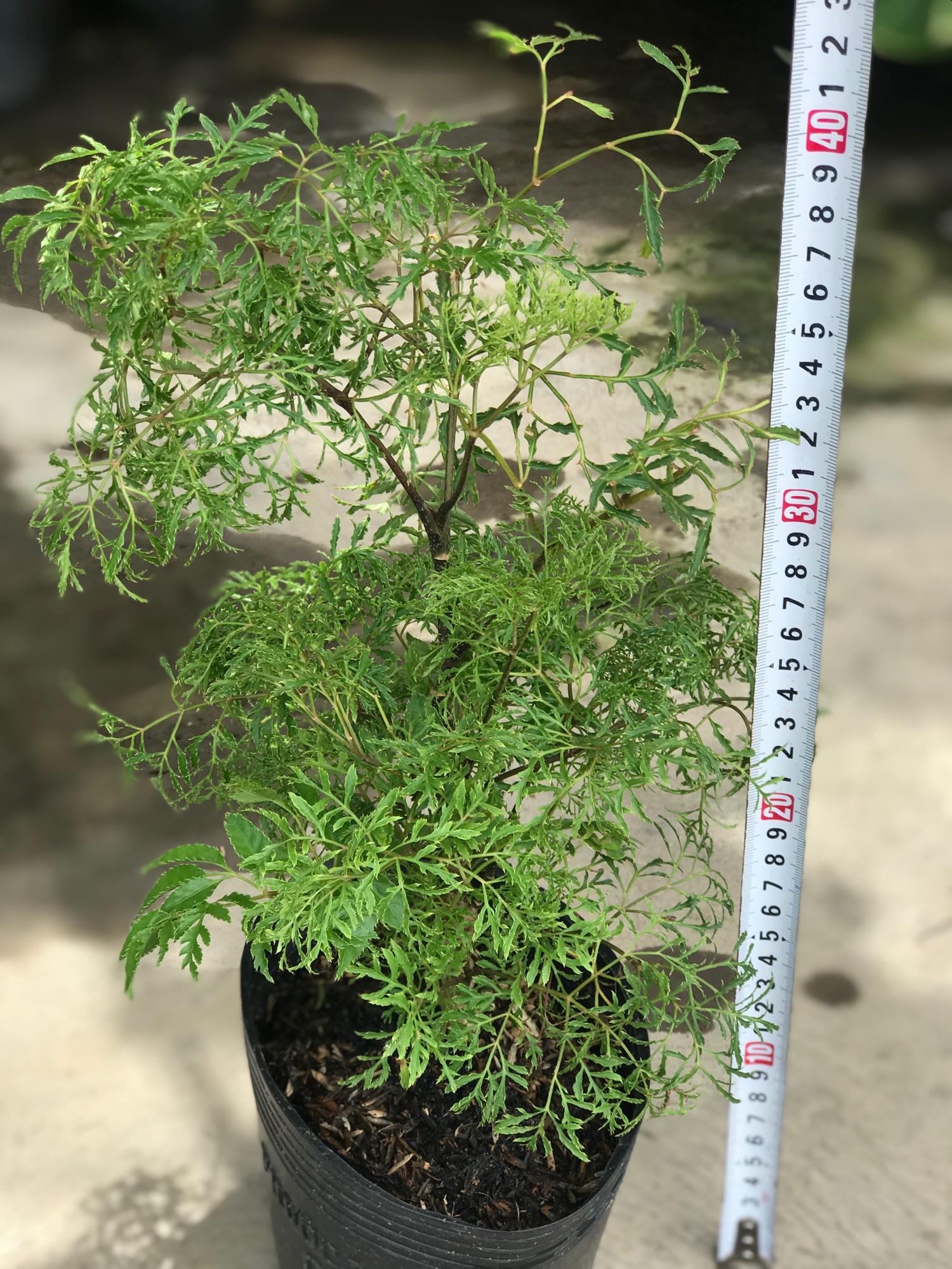 Cây Đinh lăng + tặng phân bón cho cây mau lớn