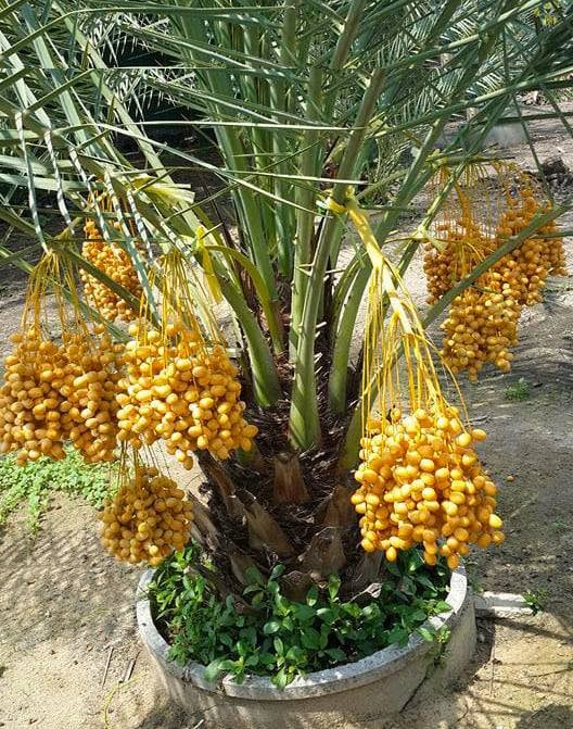 "Gói 10 Hạt " Hạt giống cây chà là Israel ( nảy mầm tốt )