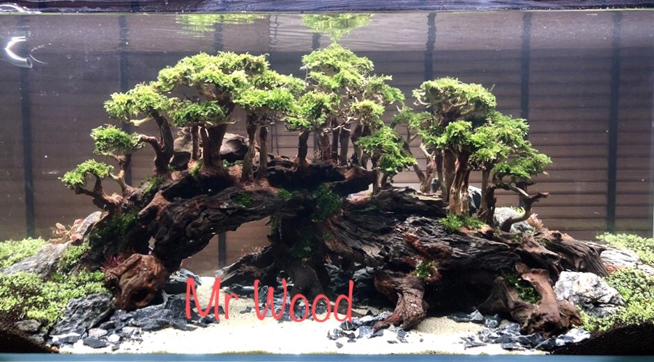 Layout Lũa Đồi Thông cho hồ thuỷ sinh 60cm- Xưởng Mr Wood