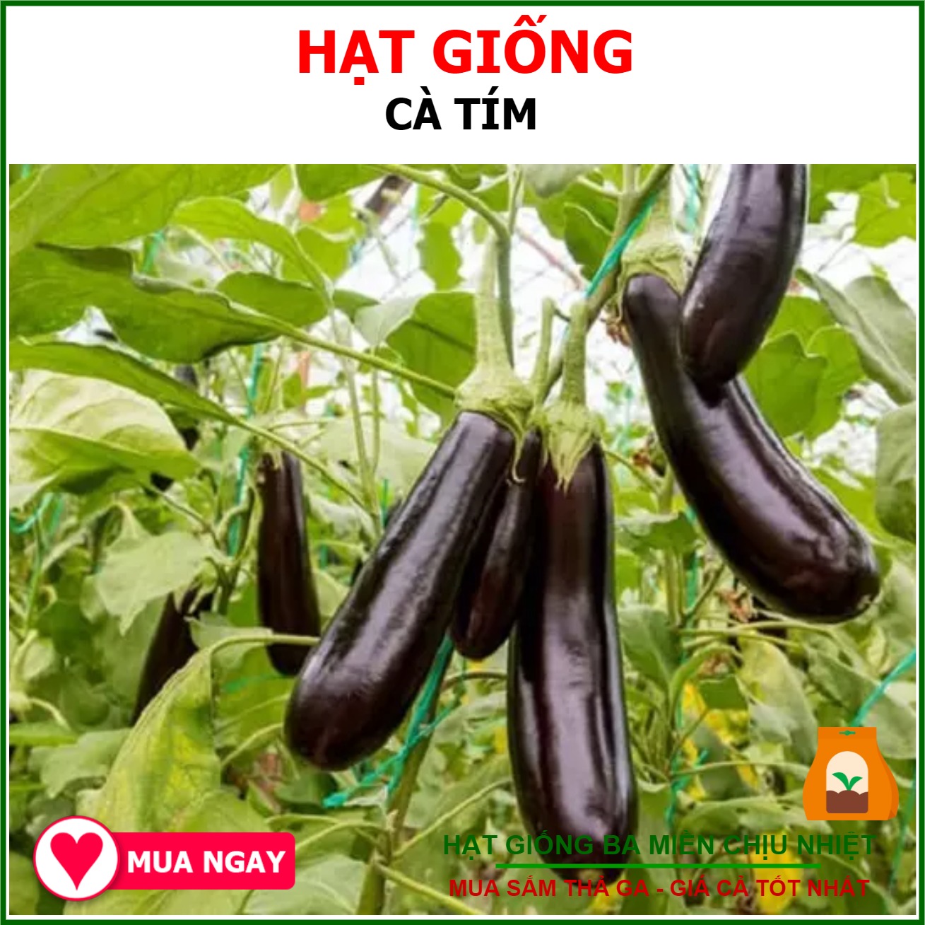 HẠT GIỐNG CÀ TÍM Trang Nông 1gram