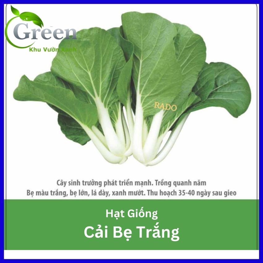 Hạt giống cải bẹ trắng - gói 20gam