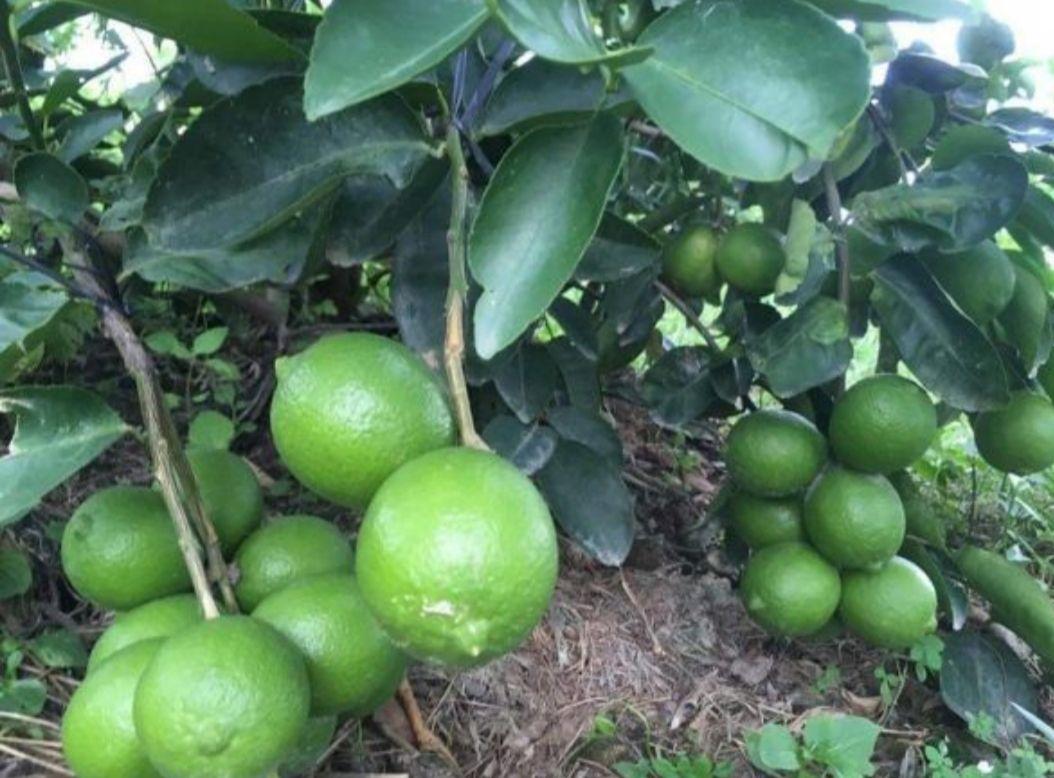 cây chanh tứ quí 1 cây ( đang trái)