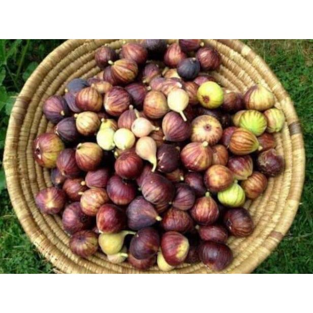 [ XẢ - CẮT LỖ] Cây sung Mỹ
