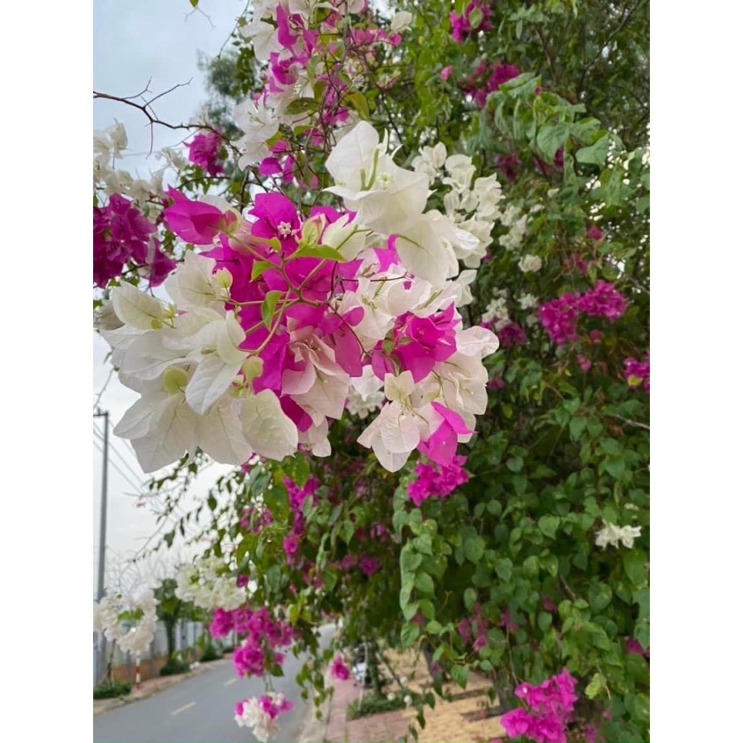 Cây Hoa Giấy HongKong ( CAM KẾT cây lên 2 màu )