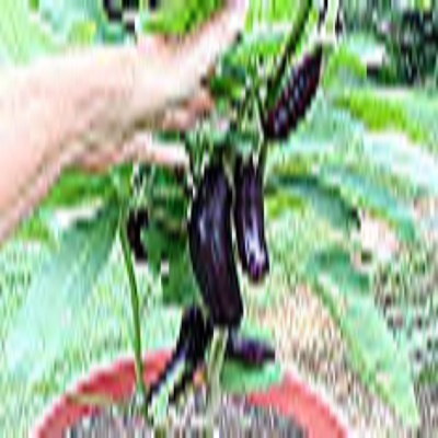 cây giống cây cà tím cà dái dê trái dài