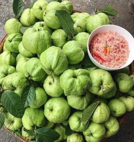 CÂY GIỐNG ỔI NỮ HOÀNG [ Cây ghép đẹp cho trái sớm sau 18 tháng ].