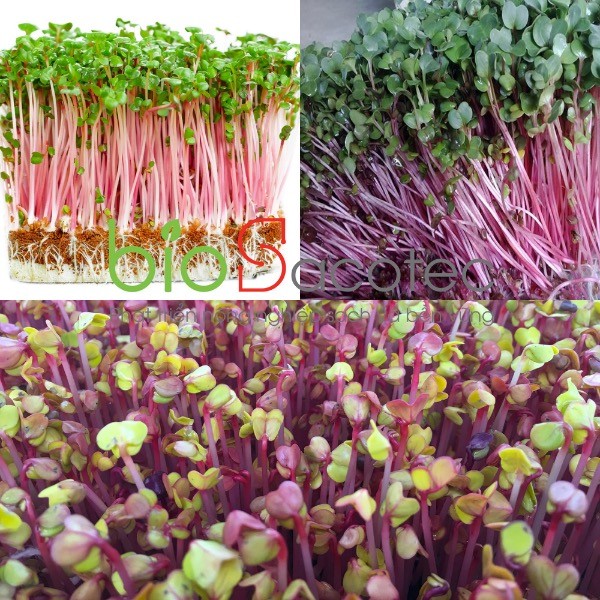 Hạt giống Mầm củ cải đỏ ( ITALIA ) - gói 30gr