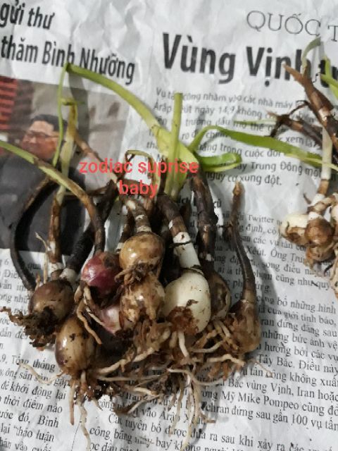 1 Củ Huệ Mưa Hồng (Zodiac Suprise) (Hình Củ 5,6,7,8)