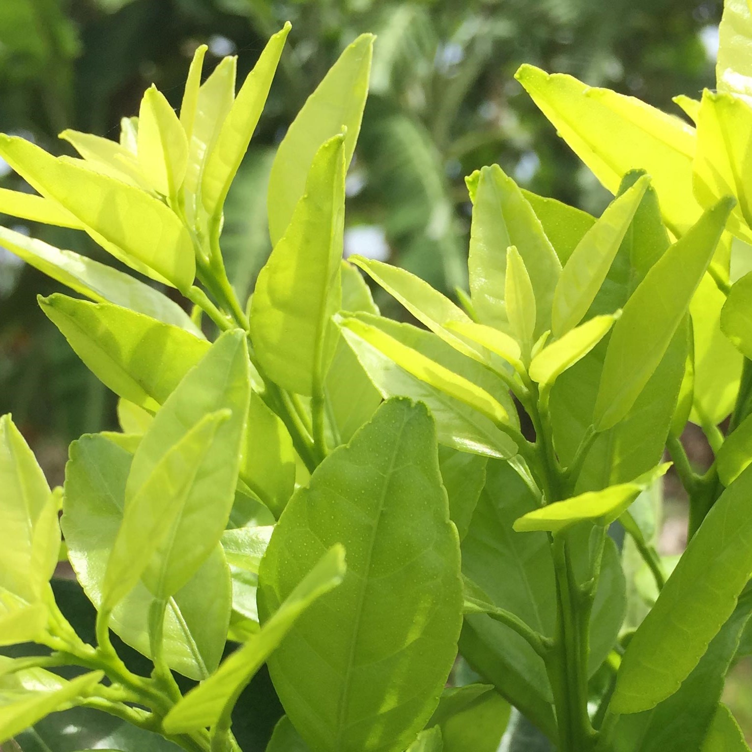 100gr Phân bón giúp cây ra đọt đều, xanh lá, dày lá Vọt Đọt Thần Tốc đâm chồi mạnh, chống nghẽn đầu lân, vươn đọt cao xanh lá mướt lá