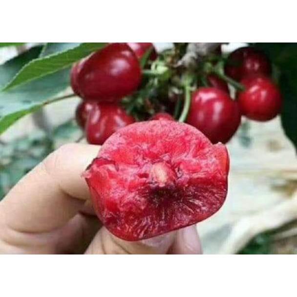 Cherry Anh Đào ( Cherry Mỹ)