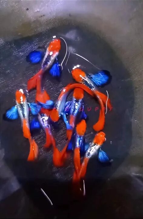dumb0 koi guppy -7 màu trang trí hồ
