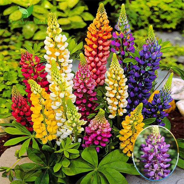 Gói 50 hạt giống đậu lupin