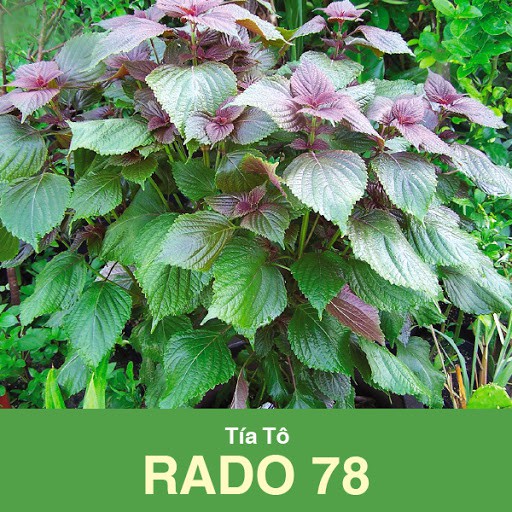 2.5 Gram Hạt Giống Tía Tô Rạng Đông