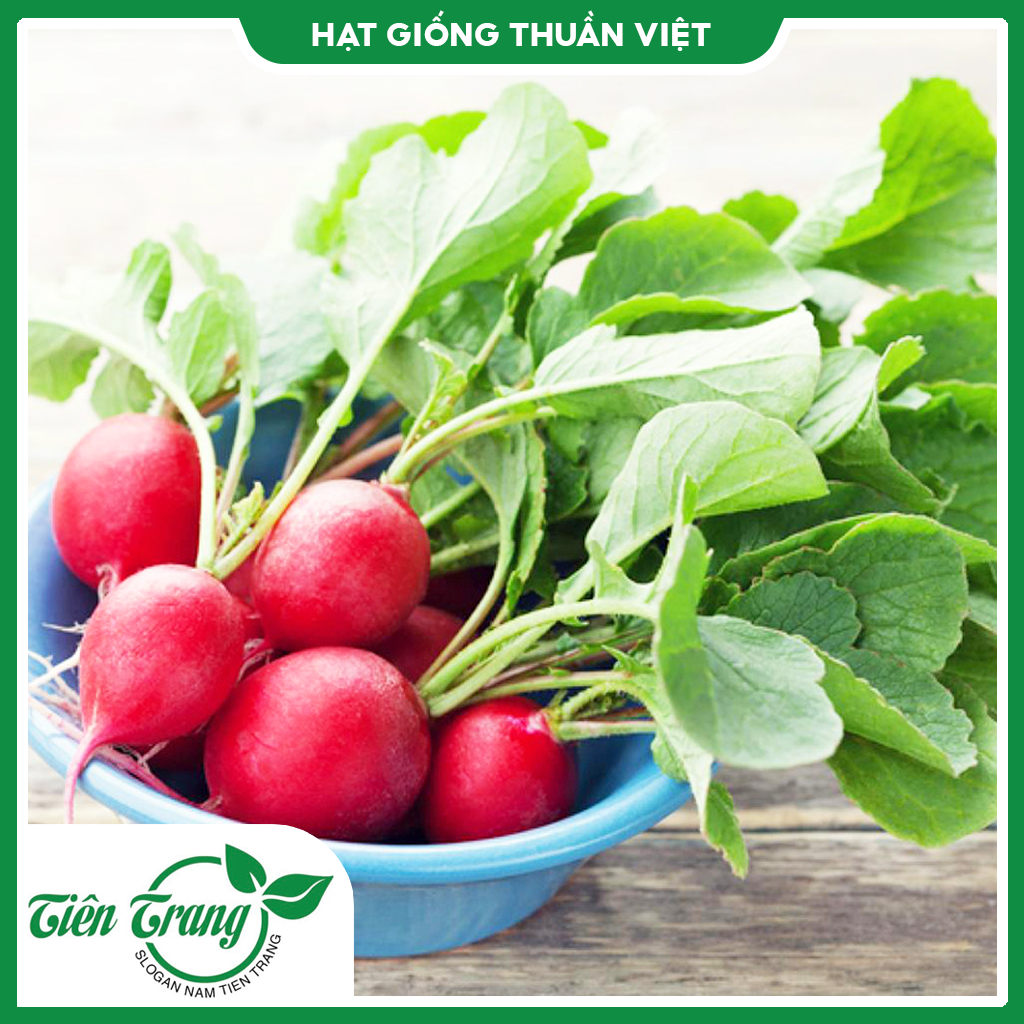 Hạt giống Củ Cải Đỏ TN