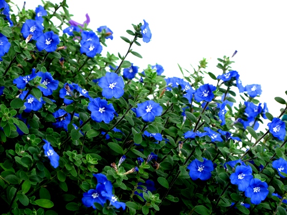 Chậu cây hoa thanh tú - Blue Daze - Summer Garden