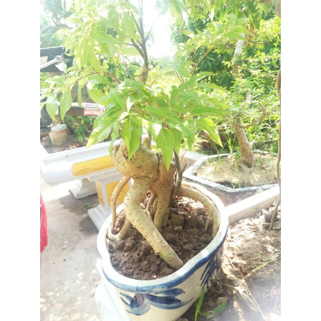 Đinh Lăng Bonsai - Đinh Lăng nếp (lá nhỏ)