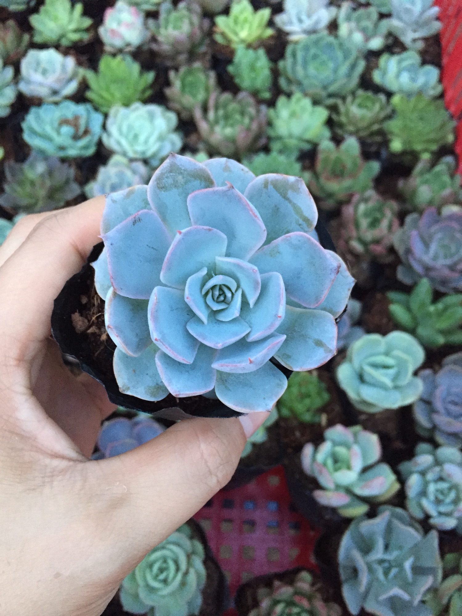 Combo 5 sen đá size nhỏ (shop sẽ lựa ngẫu nhiên khác loại)