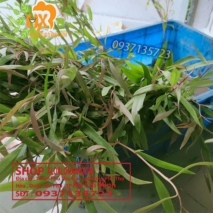 Combo 50 cây tràm úc -cây giống