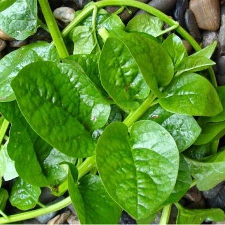 HẠT GIỐNG MỒNG TƠI CAO SẢN (LÁ TO) PHÚ NÔNG 20GR