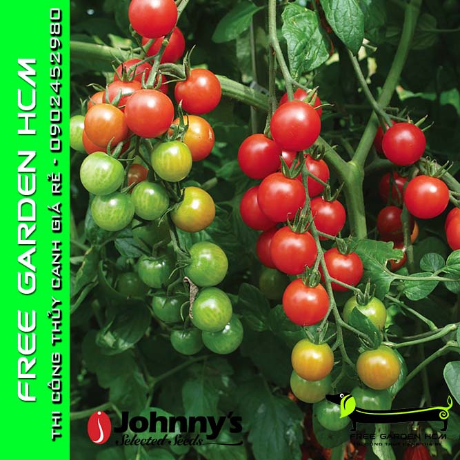 COMBO 50 HẠT CÀ CHUA SUPER SWEET 100– Johnny’s Seed – Mỹ