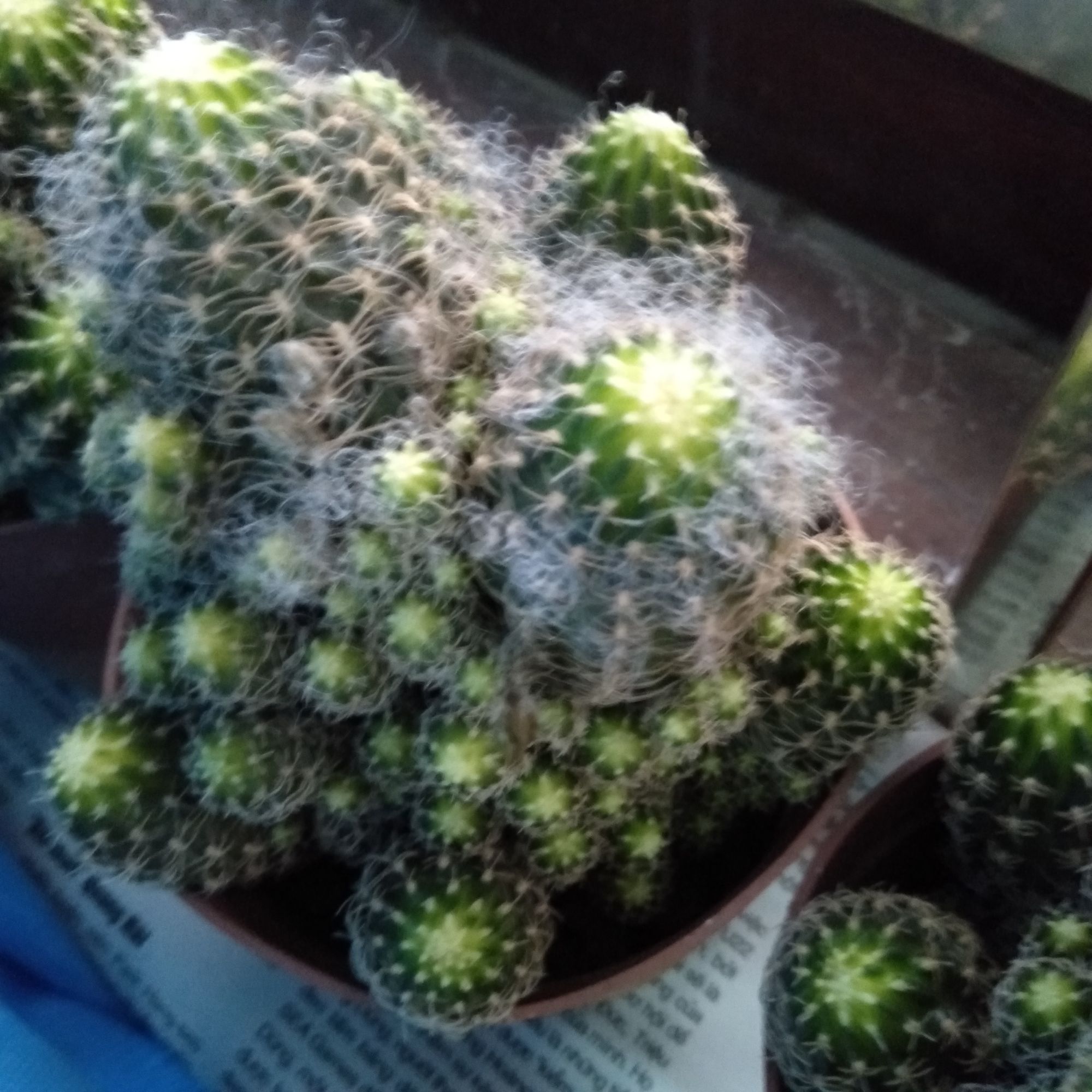 xương rồng Lobi cả chậu