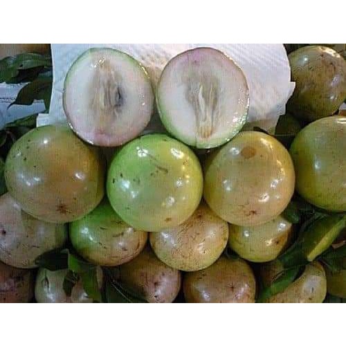 Cây Giống Vú Sữa Lò Rèn Giống (5 Tháng Có Trái).