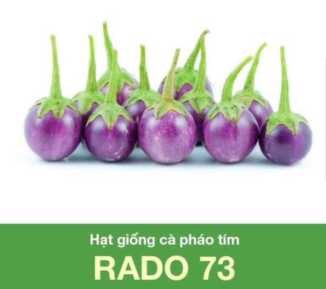 [HCM]Hạt Giống Cà Pháo Tím- mau thu hoạch- siêu trái