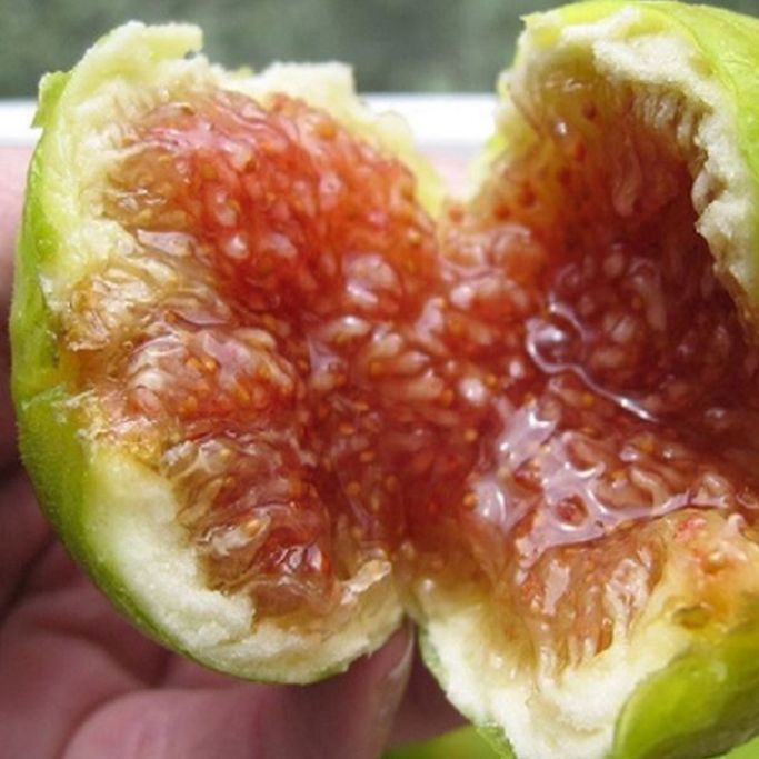 Cây Sung Mỹ đã có trái