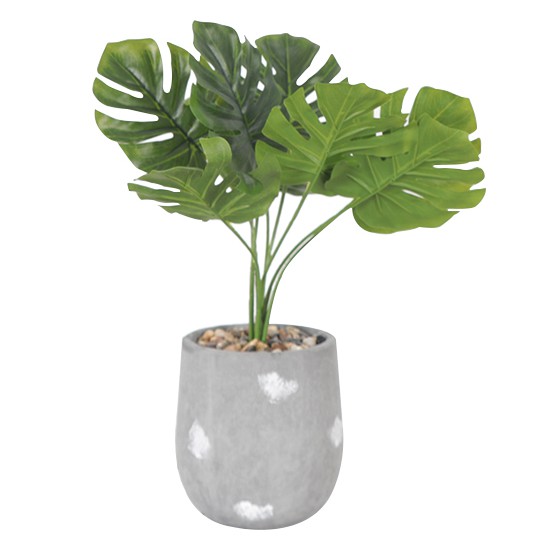 Cây Lá Rùa 9 Lá Decor Phòng Ốc Liz48