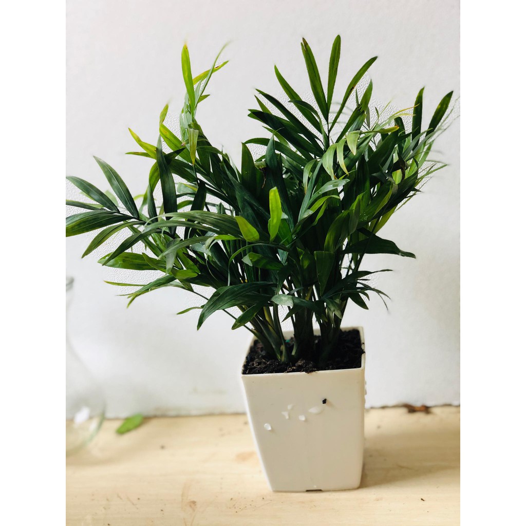 Cây Cau Tiểu Trâm - cây cảnh mini  mau lớn