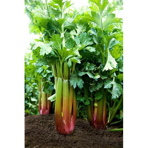 Combo 2 gói hạt giống rau cần cây ( 1 gói đỏ + 1 gói xanh )
