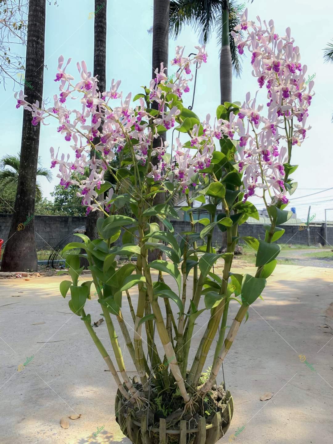 HOA LAN THỎ XƯA