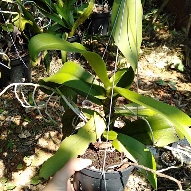 Hoa phong lan cẩm báo thuần vườn