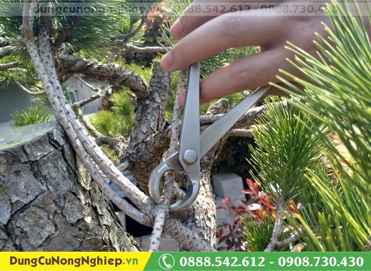 Kìm cạp tròn trắng bonsai MSTWA