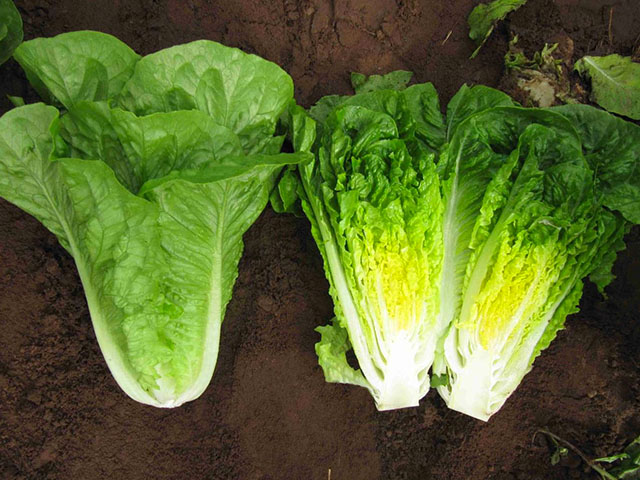 Hạt Giống Xà Lách Romaine (2gr)