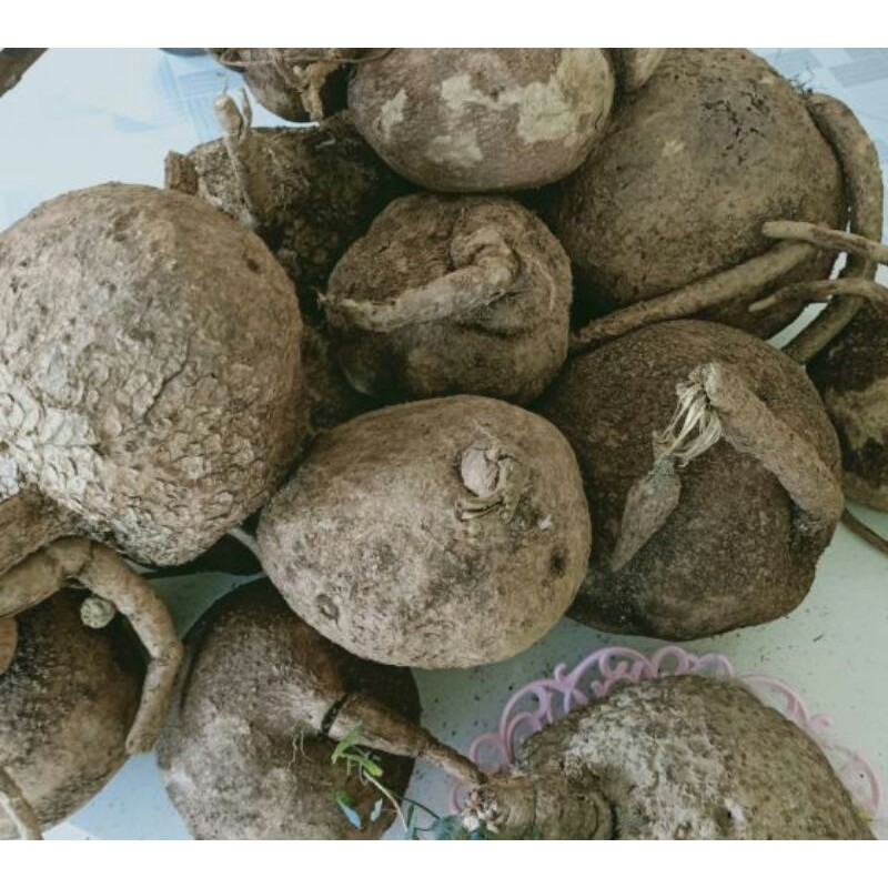 Củ bình vôi