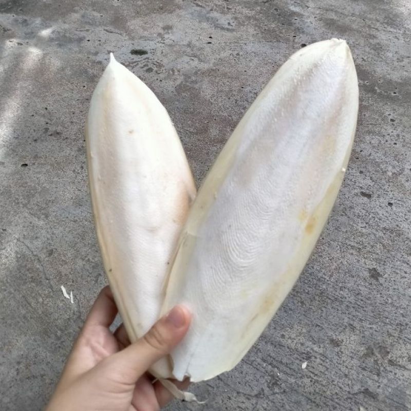 Nang mực dành cho chim, hamster, ốc mượn hồn....vv 2 nang to (100g)