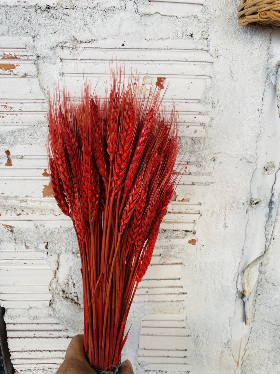 { HOT TREND } Bó 85 đến 95 Bông Lúa Mạch Tài Lộc - Hoa Chưng Tết - Trang Trí Decor Xinh Xắn Và Độc Đáo/ Nhiều Màu Sắc Để Lựa Chọn