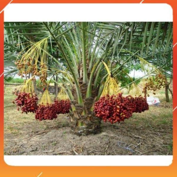 Cây giống Chà là Trung Đông - quả đỏ (cây cao bầu to)