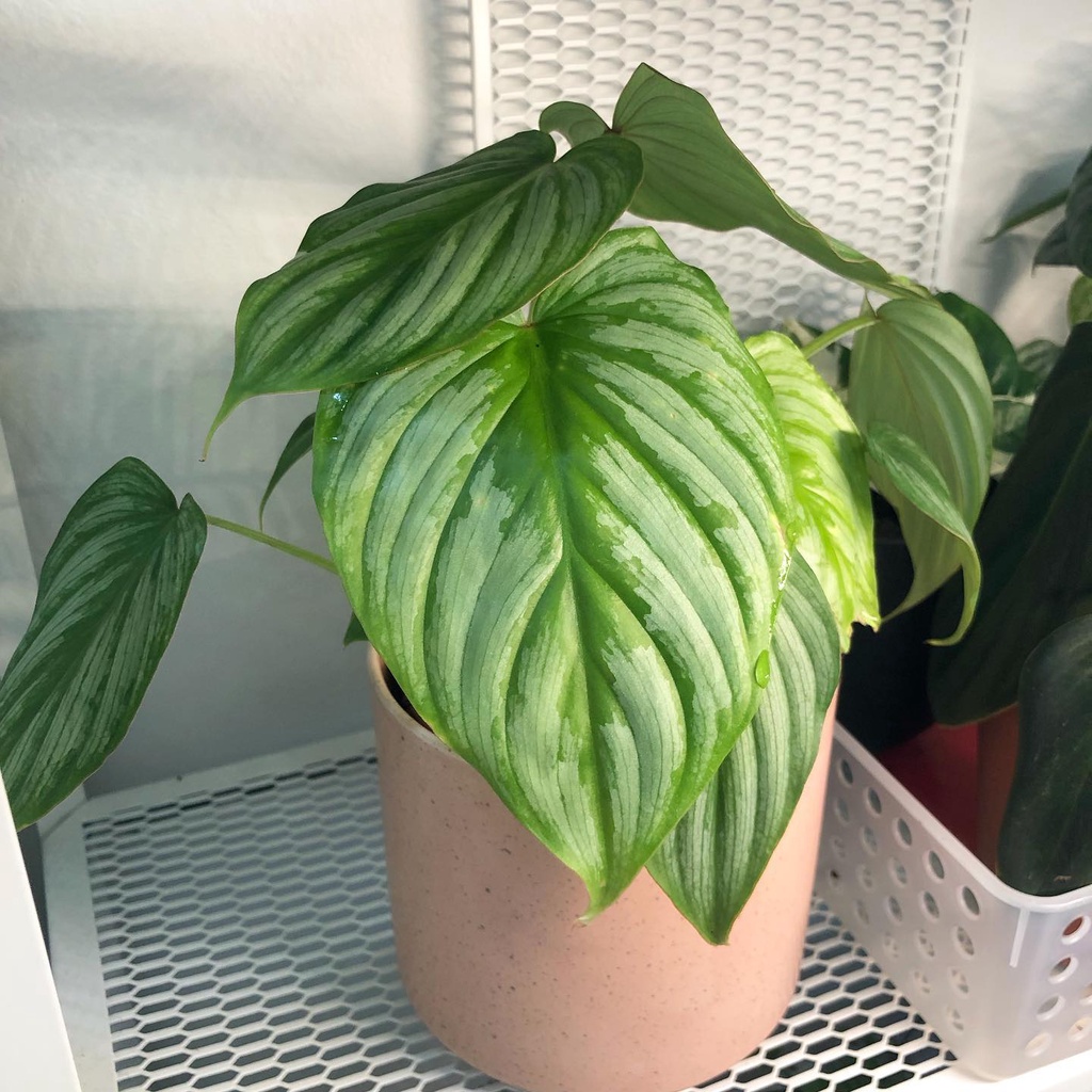 (RẺ  SÀN) Philodendron Mamei Silver Cloud