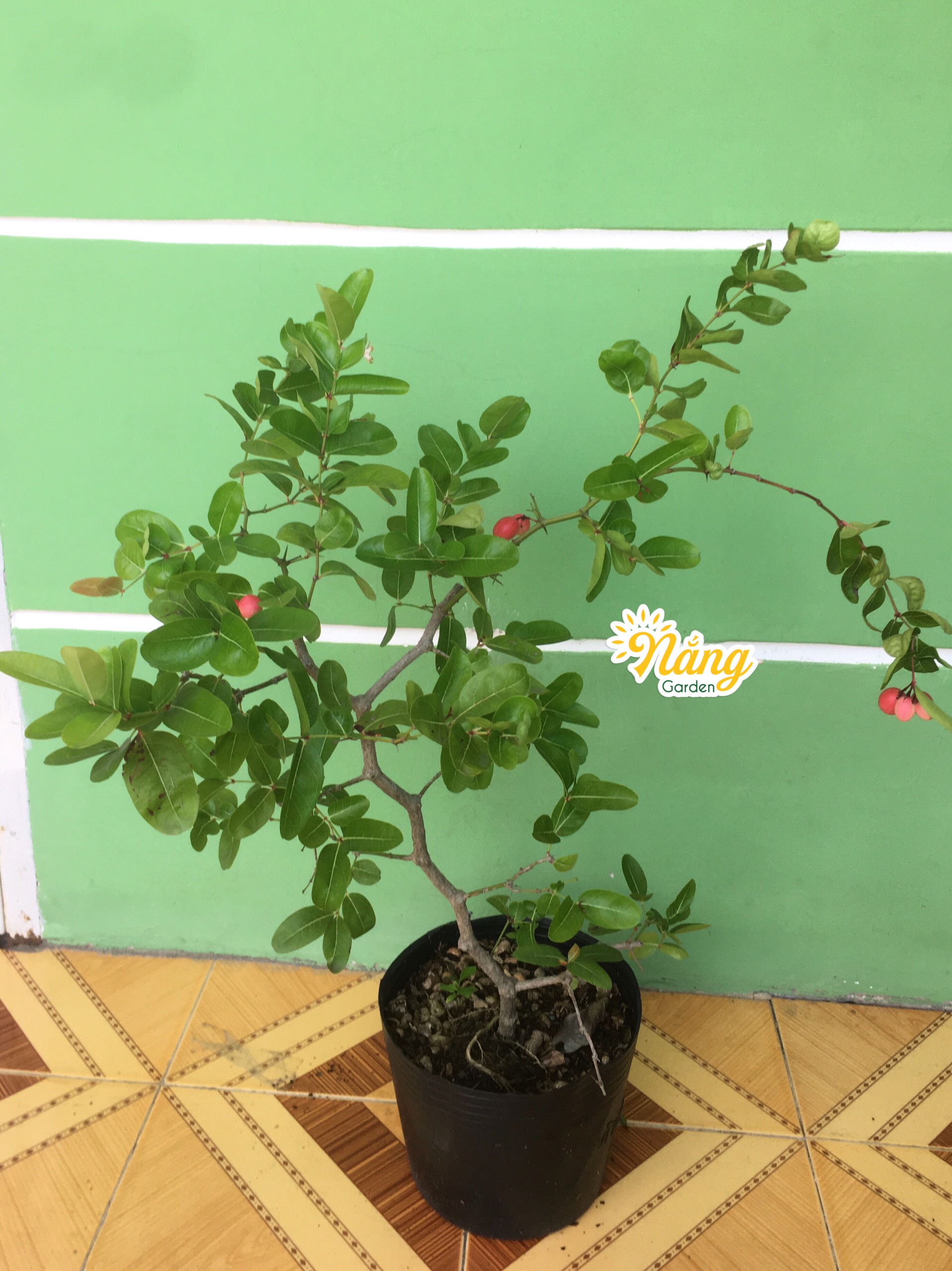 Cây Siro sẵn trái ( cây chiết)