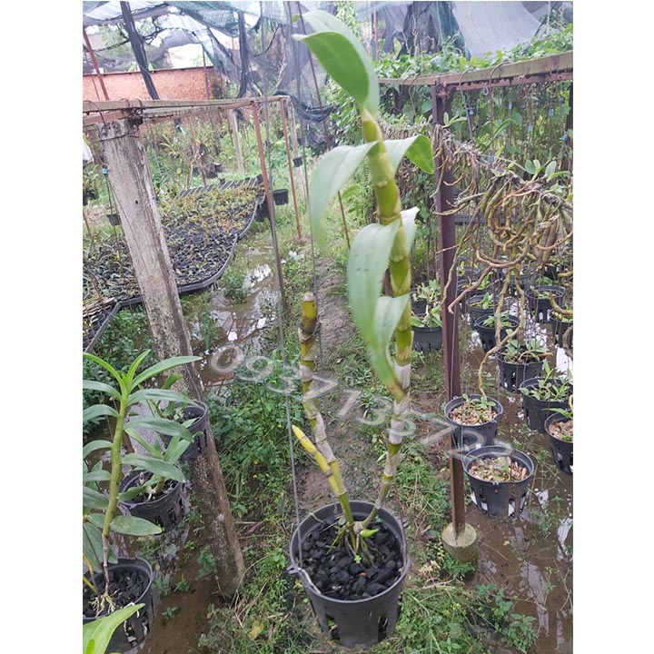 CÂY LAN Dendro Xuân màu trắng [ cây trưởng thành]