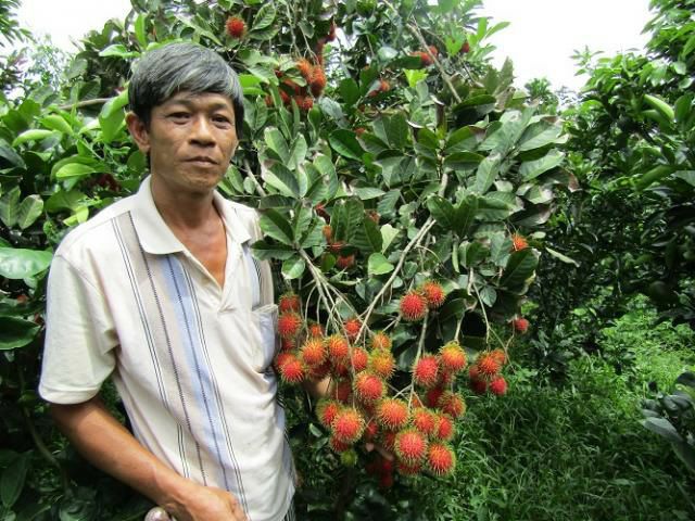 Chôm chôm nhãn tứ quý (ra trái sớm)