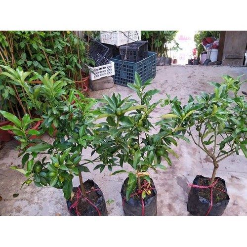 cây giống quất ngọt