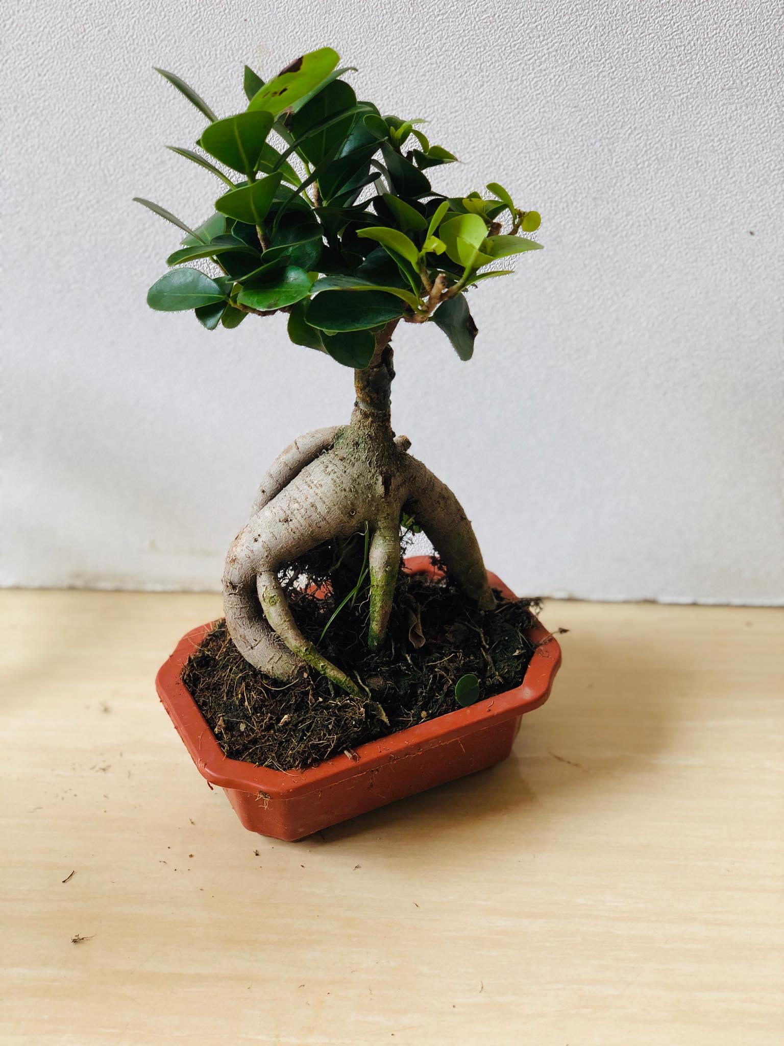 Cây bonsai si nhật mini để bàn