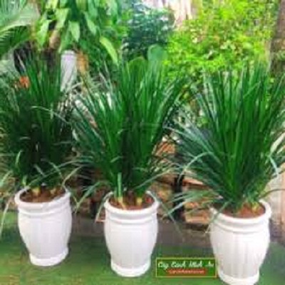 phát tài núi 1 thân đẹp