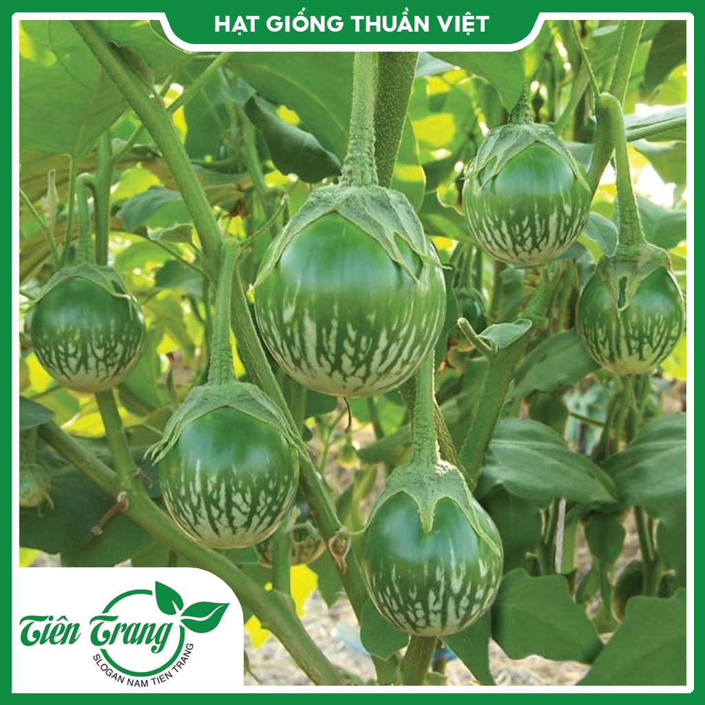 Hạt giống Cà Dĩa Da Ếch TN