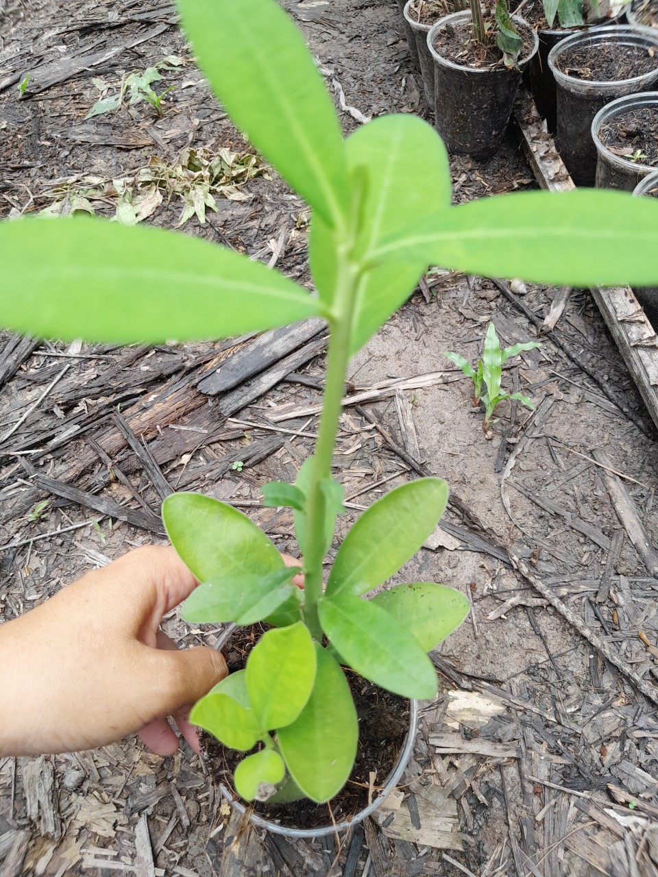 Cây Thạch Anh cây giống dùng làm dược liệu